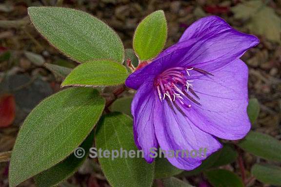 tibouchina cardinalis 1 graphic